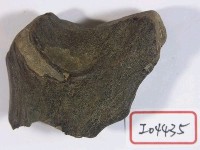 藏品(鹿角)的圖片